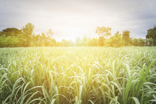 sugar cane_green hope